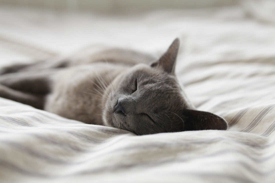 Why Sleep Matters for College Success (And How to Help Your Student Get More of It)
