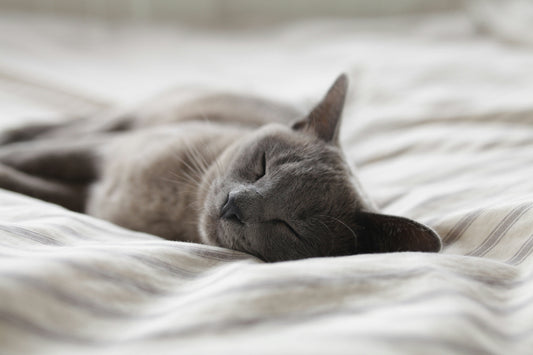 Why Sleep Matters for College Success (And How to Help Your Student Get More of It)