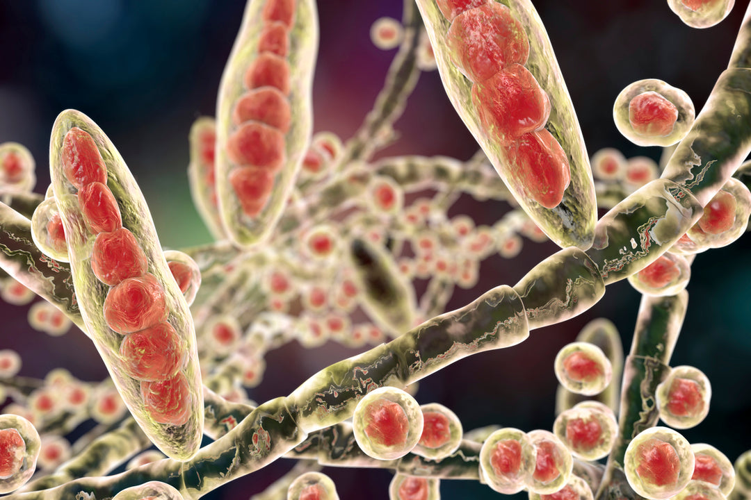 Fungal Infections – A Health Crisis Part 3: Antibiotics and Gut Health
