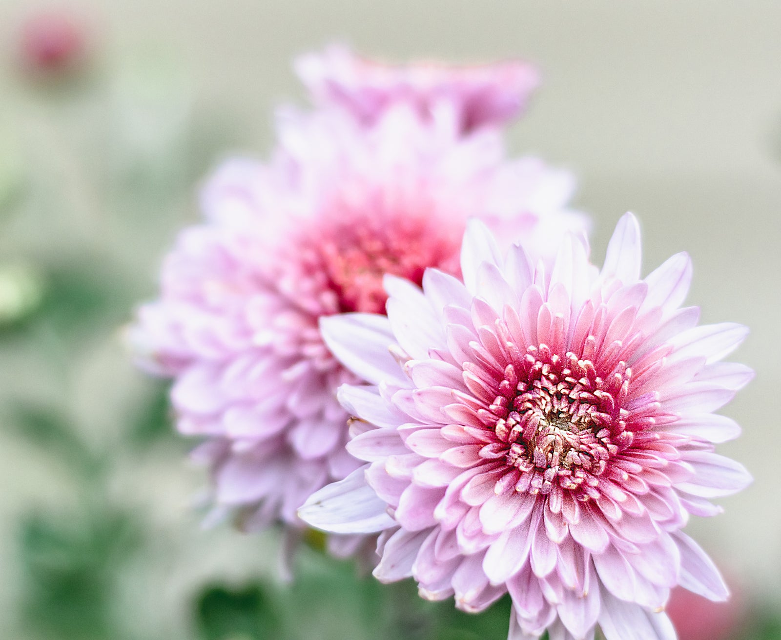 Understanding Chrysanthemum as a Supplement